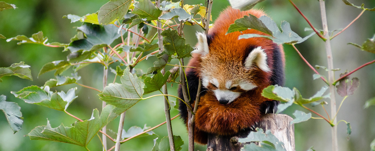 A red panda hanging in a tree